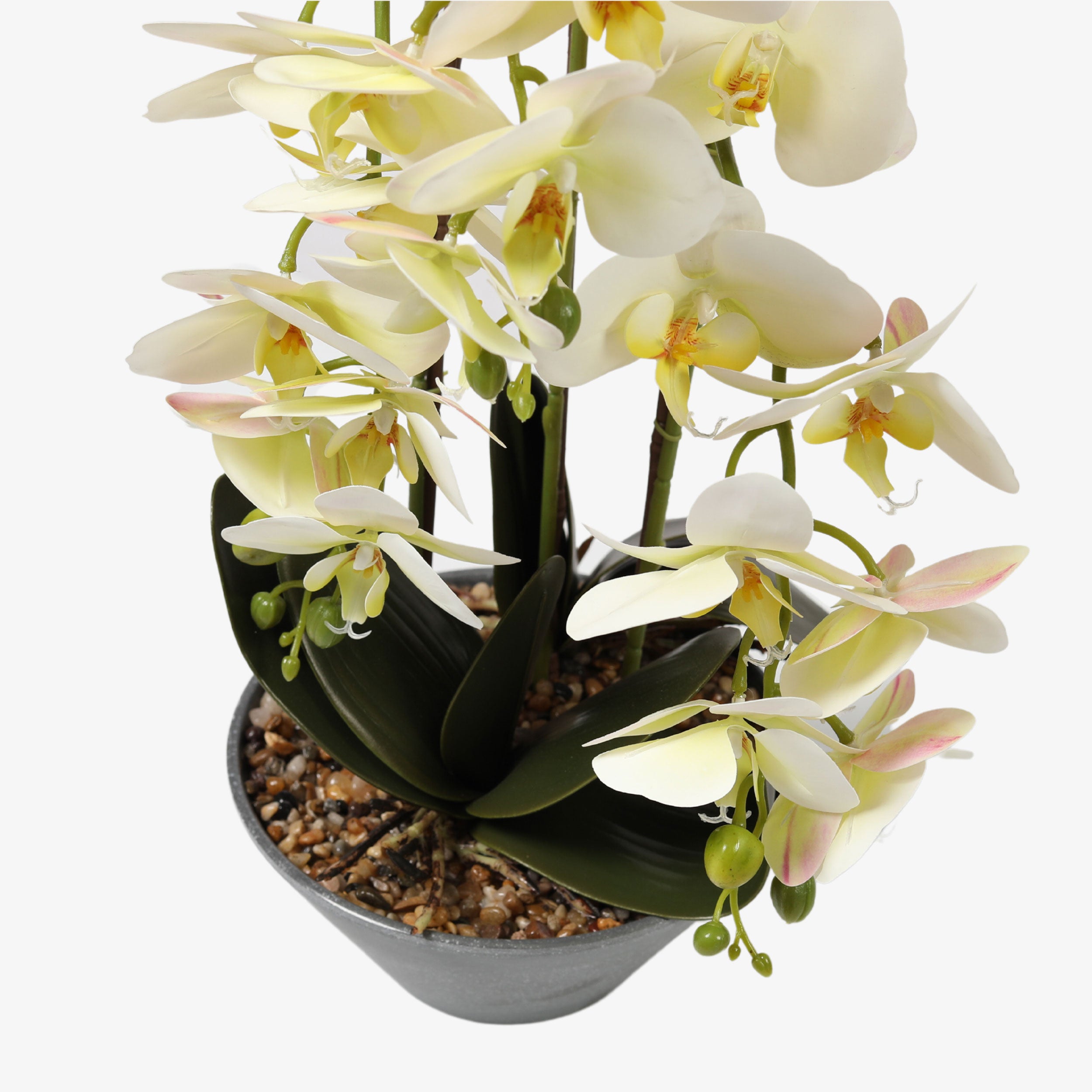 White Orchid Plant With Gray Pot