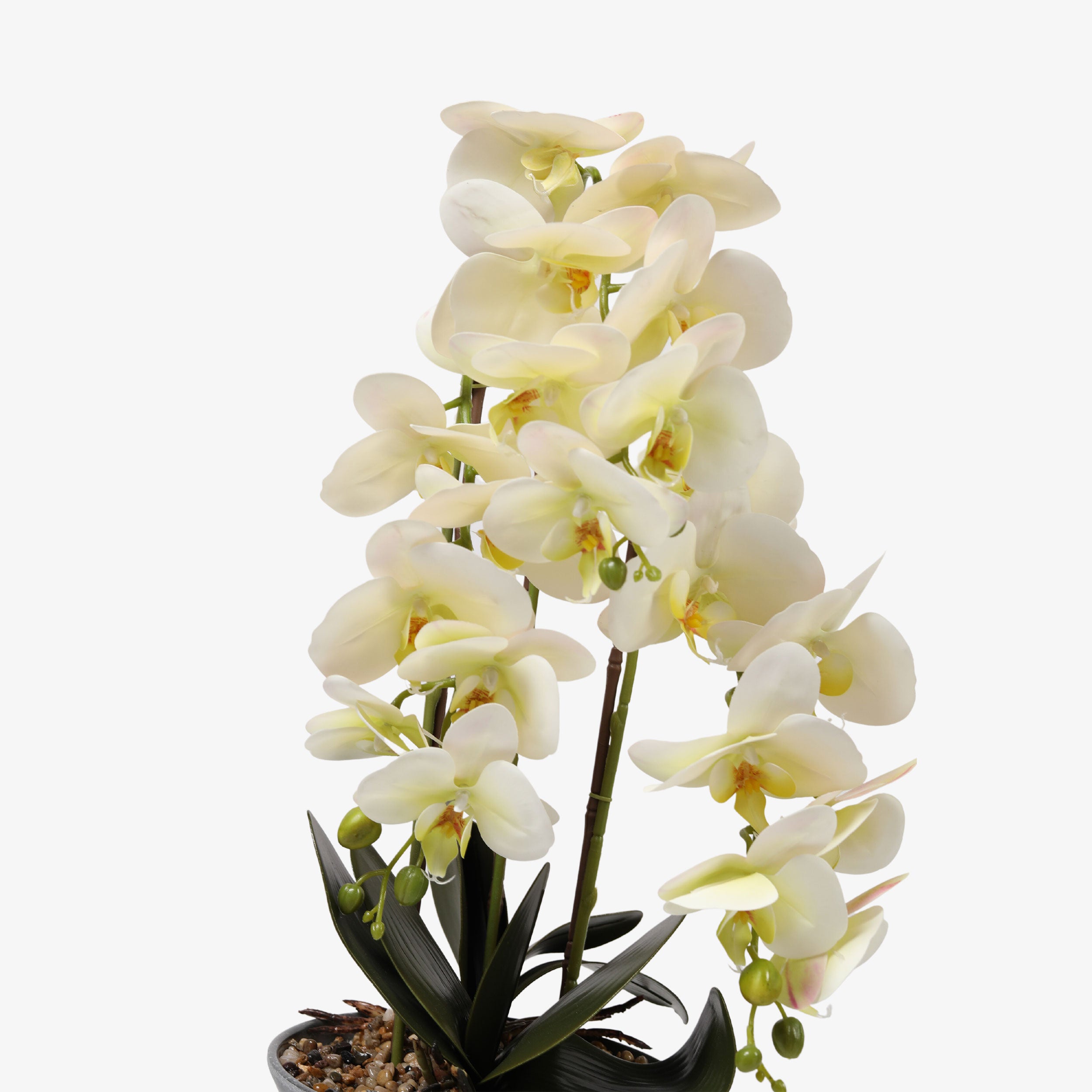 White Orchid Plant With Gray Pot