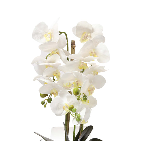 White Orchid plant