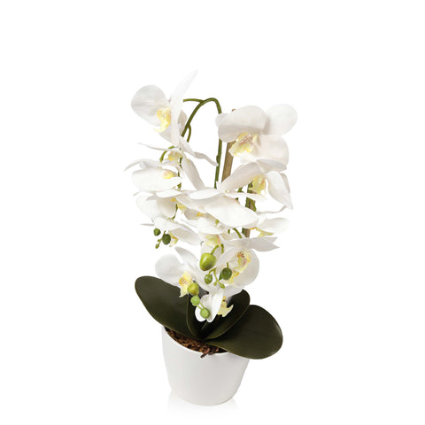 White Orchid plant